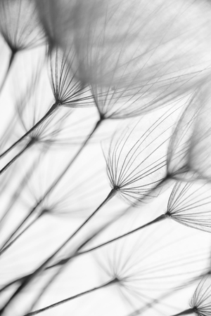 Abstract macro photo of plant seeds. Black and whiteの写真素材
