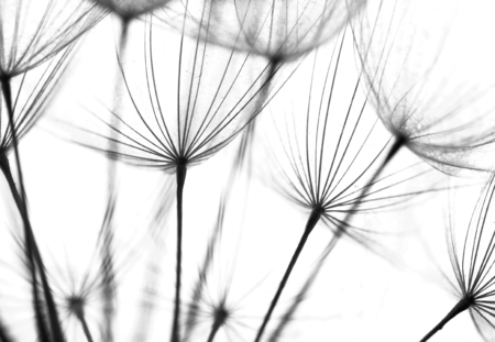 Abstract macro photo of plant seeds. Black and white