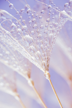 Abstract macro photo of plant seeds at a morningの写真素材