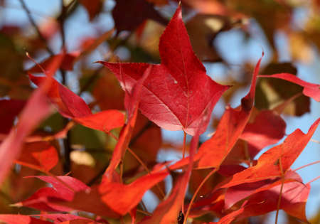Maple Leafの写真素材