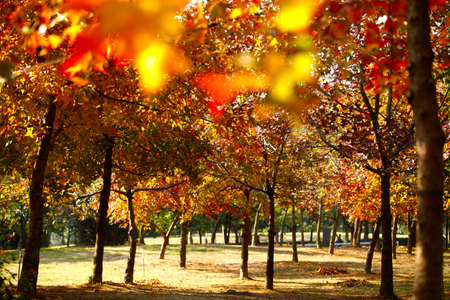 Maple Groveの写真素材