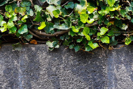 Ivy and grey stone wall textureの写真素材