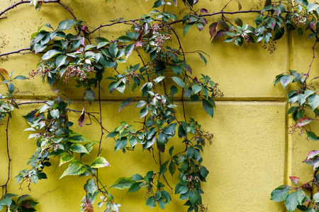 Ivy on green wall textureの写真素材
