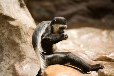 black and white colobus monkey eating between rocksの写真素材