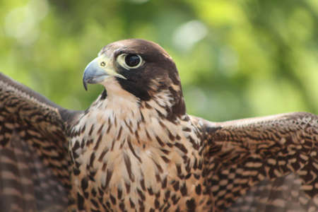 Peregrine falcon (Falco peregrinus)の写真素材