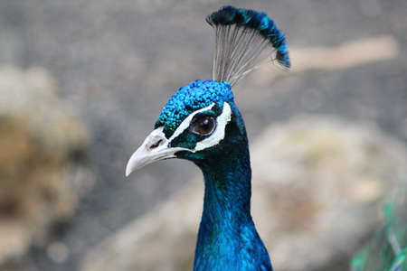 Portrait of a peacock. Close-up of a peacock.の写真素材