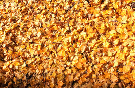 Autumn leaves background. Yellow leaves on the ground in autumn.の写真素材