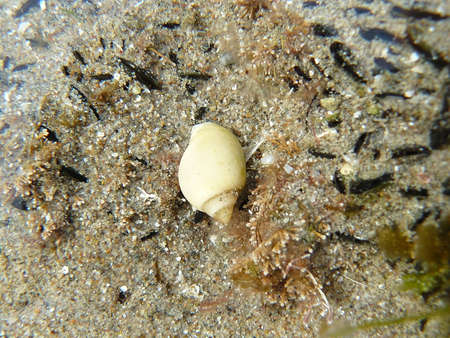 seashell on the sand at the bottom of the sea with algaeの写真素材