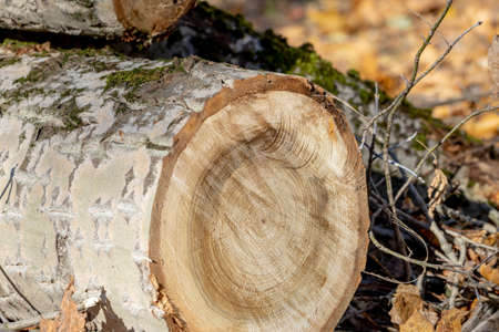 A tree sawn with a chainsaw. A close-up of a tree trunk cut. Logs, branches, leaves and sawdust on fallen autumn leavesの写真素材