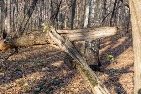 A long-broken tree in the autumn forest. Consequences of a storm or hurricane. Sunspots on the fallen yellow autumn foliageの写真素材