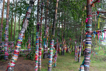 Colorful satin ribbons tied to log fences and birch trees by couples to celebrate love and marriage in russiaの写真素材