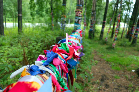 Colorful satin ribbons tied to log fences and birch trees by couples to celebrate love and marriage in russiaの写真素材