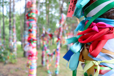 Colorful satin ribbons tied to log fences and birch trees by couples to celebrate love and marriage in russiaの写真素材
