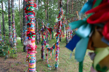 Colorful satin ribbons tied to log fences and birch trees by couples to celebrate love and marriage in russiaの写真素材