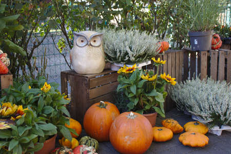 Different varieties of squashes and pumpkins on straw. Colorful vegetables top viewの写真素材