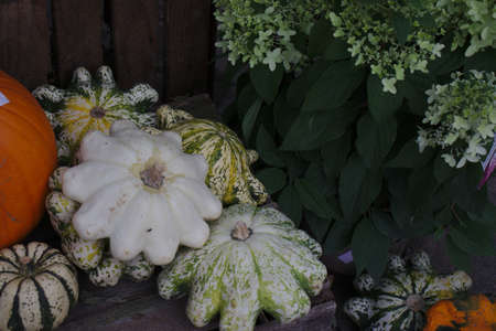 Different varieties of squashes and pumpkins on straw. Colorful vegetables top viewの写真素材