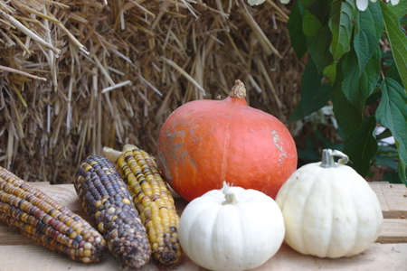 Different varieties of corn and pumpkins on straw Colorful vegetables top viewの写真素材