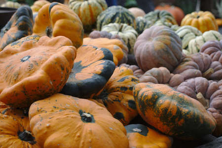 Different varieties of squashes and pumpkins on straw Colorful vegetables top viewの写真素材