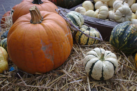 Different varieties of squashes and pumpkins on straw Colorful vegetables top viewの写真素材