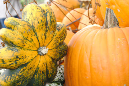 Different varieties of squashes and pumpkins on straw Colorful vegetables yellow viewの写真素材