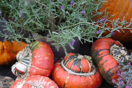 Different varieties of squashes and pumpkins on straw Colorful vegetables top viewの写真素材