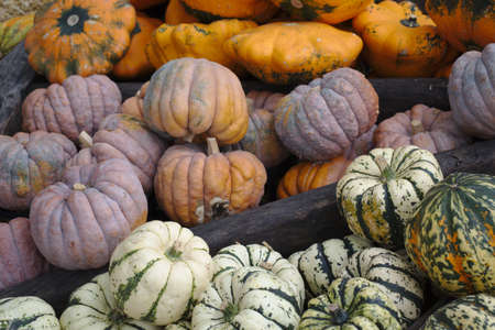 Different varieties of squashes and pumpkins on straw Colorful vegetables top viewの写真素材