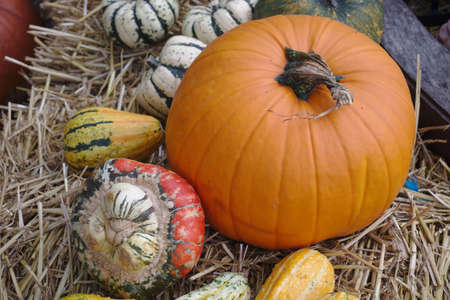 Different varieties of squashes and pumpkins on straw Colorful vegetables top viewの写真素材