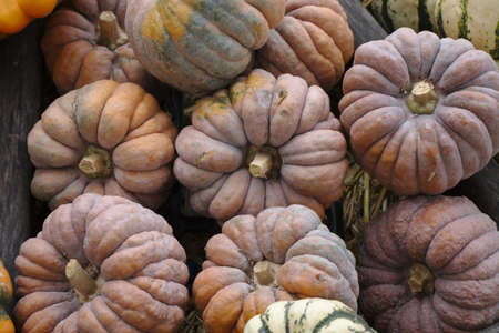 Different varieties of squashes and pumpkins on straw Colorful vegetables top viewの写真素材