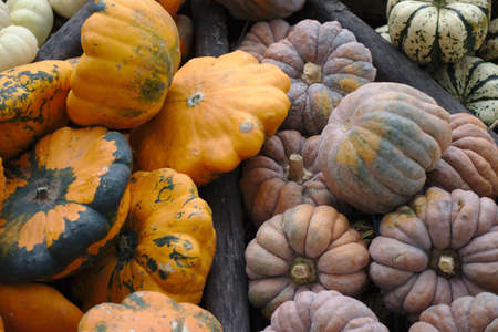 Different varieties of squashes and pumpkins on straw Colorful vegetables top viewの写真素材