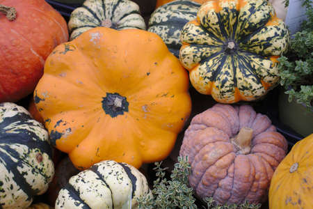 Different varieties of squashes and pumpkins on straw Colorful vegetables top viewの写真素材
