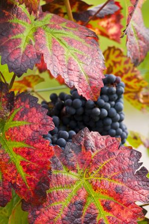 grapes surrounded by flame and leavesの写真素材