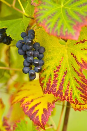 red grapes and colorful leavesの写真素材