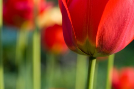 red tulips in the gardenの写真素材