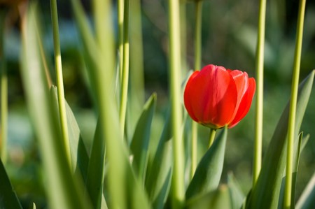 red tulips in the garden between green caulisの写真素材