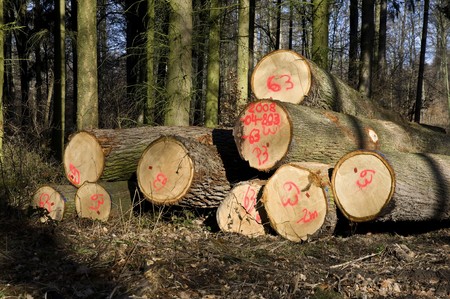 felled tree trunks in the forest