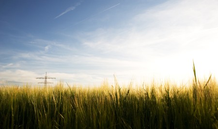 cornfield and pylonの写真素材