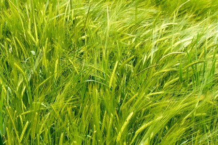barley field in the wind in the Black Forest の写真素材