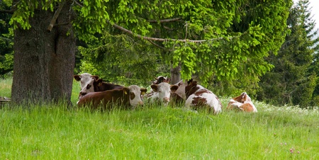 cows lying on the meadow under a tree protected from rainの写真素材