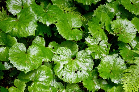 big wet leaves of butterbur glazing in the rainの写真素材