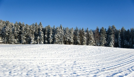 winterly mood in Black Forest with trees and meadowの写真素材