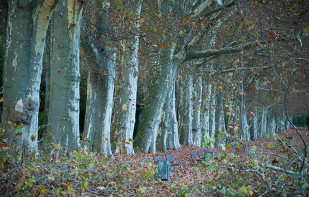 Yard waste and leaves in an avenue in autumnの写真素材