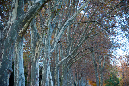 autumnal sycamore trees, yellow broadleaf trees and a green tree in the colorful park