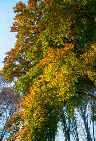 colorful colored trees under blue skyの写真素材