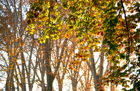 colorful colored leaves in thr front of some trees with golden shimmering leavesの写真素材