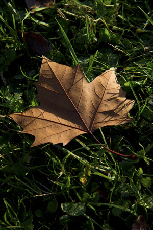 a single brown colored maple leaf is lying on a meadow in the evening sunの写真素材