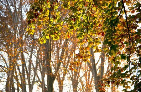 colorful colored leaves in thr front of some trees with golden shimmering leavesの写真素材