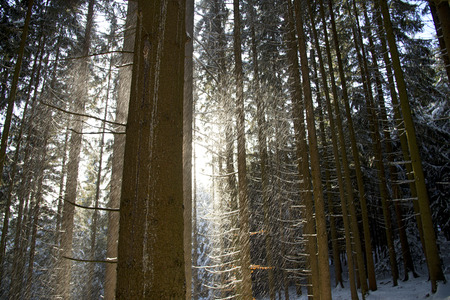 driving snow in a coniferous forest between the bolesの写真素材