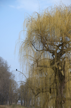 a blooming weeping willow with a raven on a branch and some other bald trees in springtime in a parkの写真素材