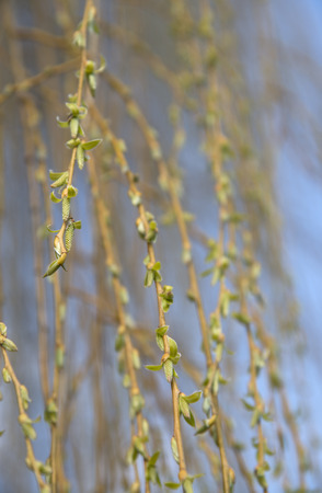 blooming branches of a weeping willow under a blue skyの写真素材
