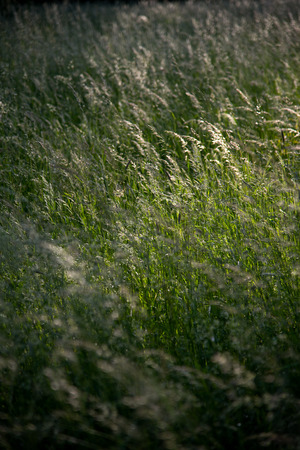a detail shot of a lush green meadow for fodder Fruehjahrszeit in Stuttgart Castle Garden in the backlightの写真素材